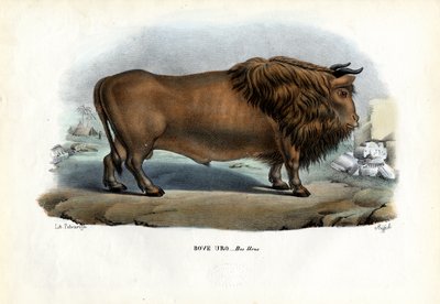Aurochs by Raimundo Petraroja